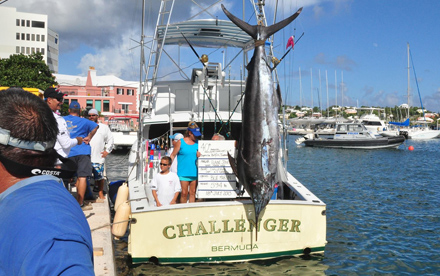 Tournament Weigh in of Marlin on Challenger